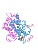 Sestrin protein,molecular model