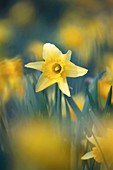 Wild daffodils (Narcissus pseudonarcissus)