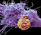 Natural killer cell and cancer cell,SEM