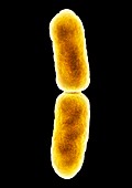 E. coli bacterium dividing,SEM