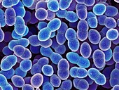 Enterococcus faecalis bacteria,SEM
