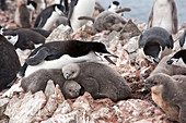 Chinstrap penguins