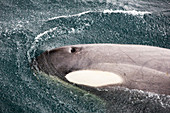 Orca in Fournier Bay,Antarctica