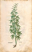 Cannabis plant,16th century