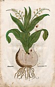 Sea onion plant,16th century