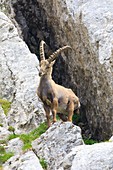 Ibex on Mount Pilatus,Switzerland