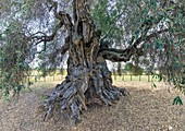 Ancient olive tree in Sardinia,Italy