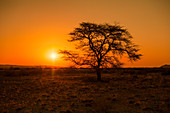 Camel horn acacia (Acacia erioloba) at sunset