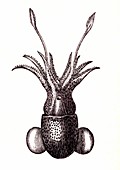 Cuttlefish,Early 20th Century illustration