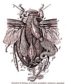 Diving beetle anatomy,Early 20th Century illustration