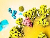 Antibodies responding to SARS virus particle,illustration