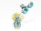 Coronavirus spike protein and antibody,illustration