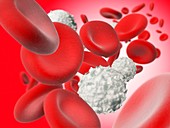 Lymphocytes and red blood cells, illustration
