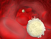 Lymphocytes and red blood cells, illustration