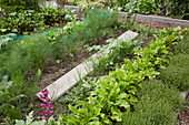 Fennel, lettuce and thyme growing in vegetable patch with wooden board as walkway