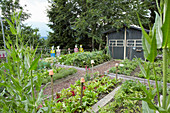 Cross-shaped paths and shed in vegetable garden