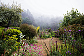 Flowering perennials in the natural garden by the misty forest