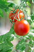 Tomaten am Strauch