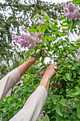 Cutting purple lilac from bush