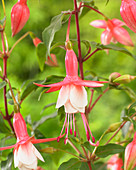 Fuchsia Patio Princess