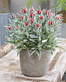 Helichrysum Red Jewel