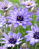 Catananche caerulea