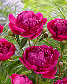 Paeonia lactiflora 'Felix Crousse'