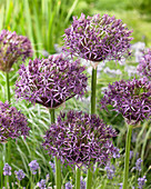 Allium christophii x atropurpureum 'Metallic Shine'