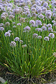 Flowering garlic flower bed also known as garlic chives