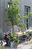 Terrasse mit Birnbaum, Korb mit Hängegeranie und Kürbispflanze, Sellerie im Tontopf und Bank mit Kissen