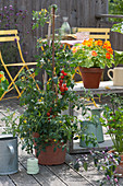 Tomate und Kapuzinerkresse 'Alaska' zum Naschen auf dem Balkon