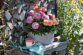 Jardiniere with dahlias