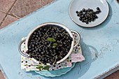 Freshly picked black currants in a colander