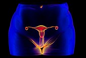 Female reproductive organs,illustration