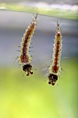 Anopheles gambiae mosquito larvae