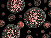 Coronavirus spread,conceptual illustration