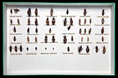 Arthropods of Medical Interest collection