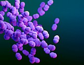 Streptococcus pneumoniae bacteria,illustration