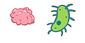 Central nervous system and microbiome,illustration