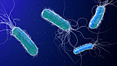 Pseudomonas aeruginosa bacteria,illustration