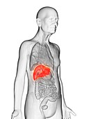 Illustration of an elderly man's liver