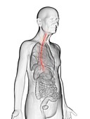 Illustration of an elderly man's esophagus