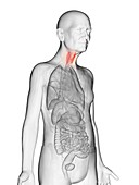 Illustration of an elderly man's thyroid