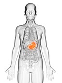 Illustration of an elderly man's stomach