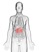 Illustration of an elderly man's kidneys