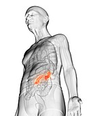 Illustration of an elderly man's kidney