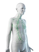 Illustration of an old man's lymphatic system