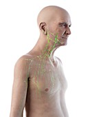 Illustration of an old man's lymphatic system