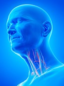 Illustration of an old man's blood vessels of the throat