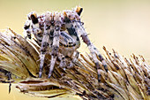 Cross orbweaver spider